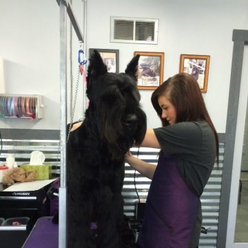 pet grooming idaho