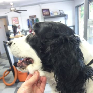 dog Grooming in Boise