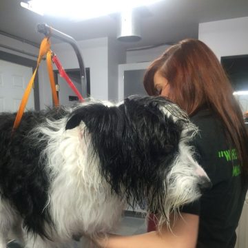 a black and white adult dog being groomed