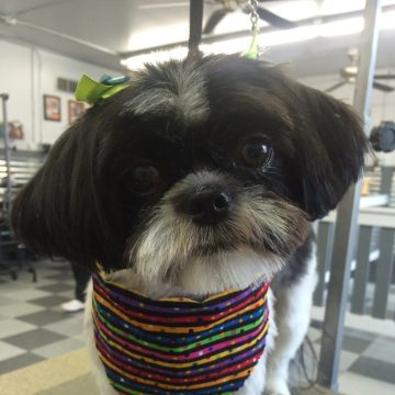 a small pet after grooming