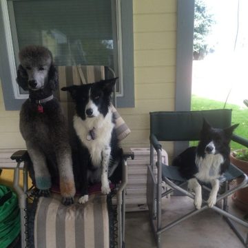 Border Colie Grooming in Boise