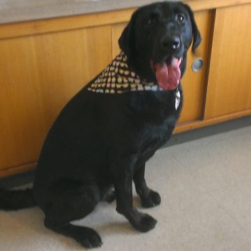 A black dog after being groomed