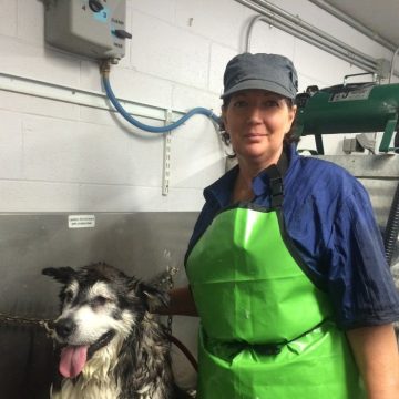 A groomer and a dog in the process of being washed
