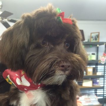 A small puppie being groomed