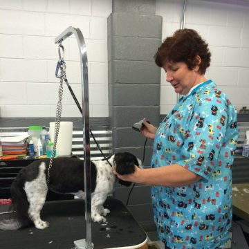 Groomer washing a dog