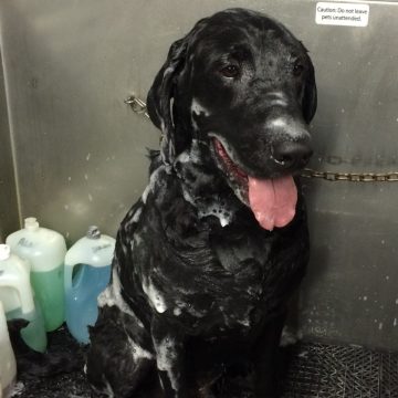 a black dog covered in dog shampoo
