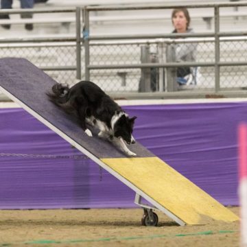 canine agility idaho