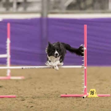 canine agility idaho