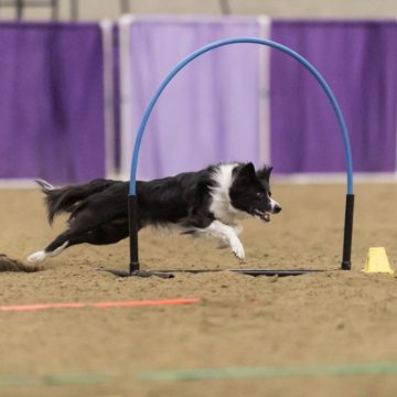 canine agility idaho