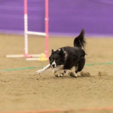 canine agility idaho