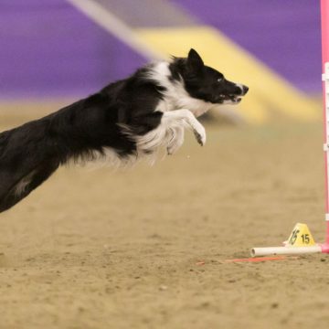 canine agility idaho