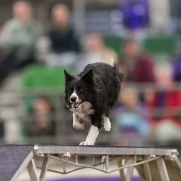 canine agility idaho