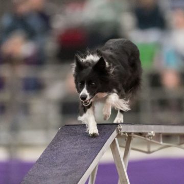 canine agility idaho