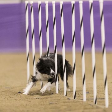 canine agility idaho