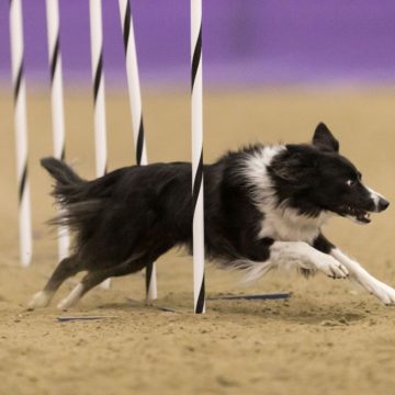 canine agility idaho
