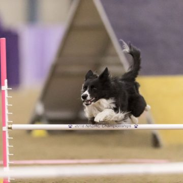 canine agility idaho