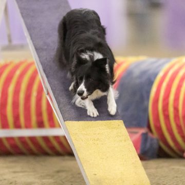 canine agility idaho