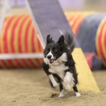 canine agility idaho