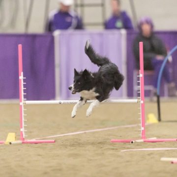 canine agility idaho
