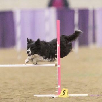 canine agility idaho