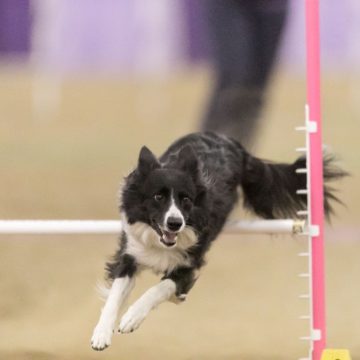 canine agility idaho