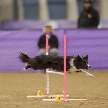 canine agility idaho