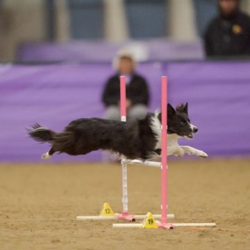 canine agility