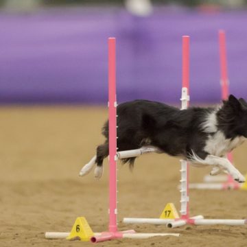 canine agility