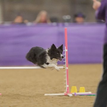 canine agility
