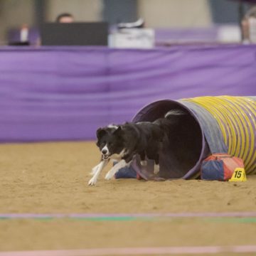 canine agility