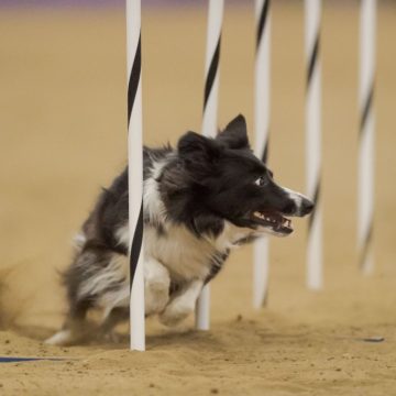 canine agility