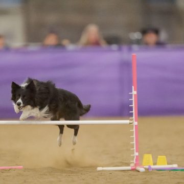 canine agility