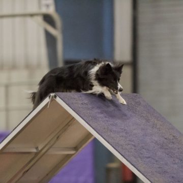 canine agility