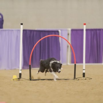 canine training classes idaho