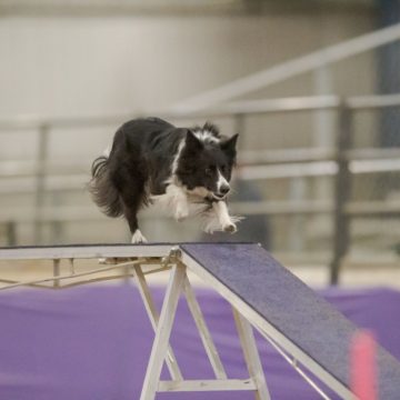 canine training classes idaho