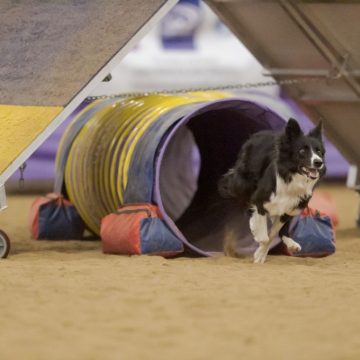 canine training classes idaho
