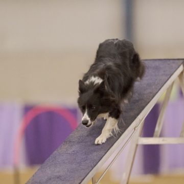 canine training classes idaho
