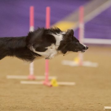 canine training classes idaho