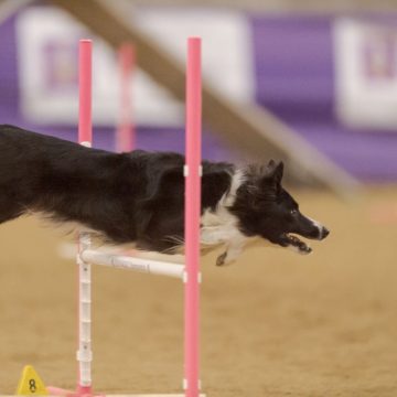 canine training classes idaho