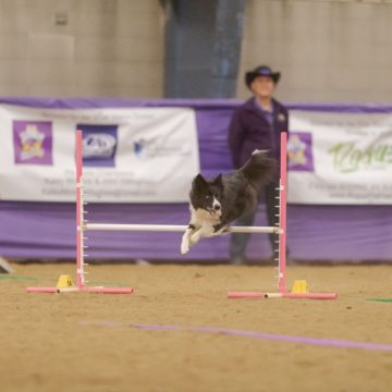 canine training classes idaho