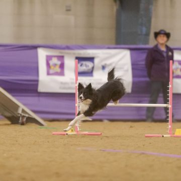 canine training classes idaho