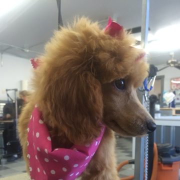 A freshly groomed poodle