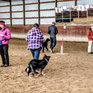 Dog Training Classes in Boise