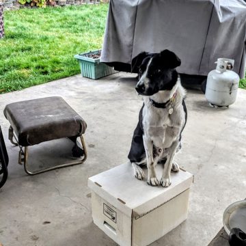 Dog Training Classes in Boise