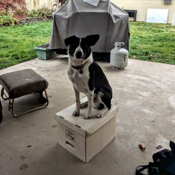 Dog Training Classes in Boise