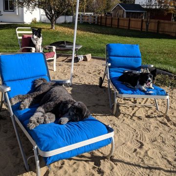 Dog Training Classes in Boise