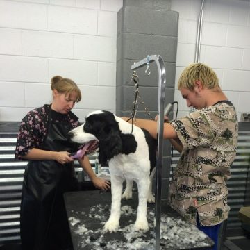 two groomers grooming a dog together