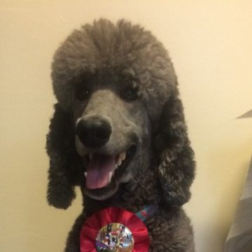 A poodle with award ribbons