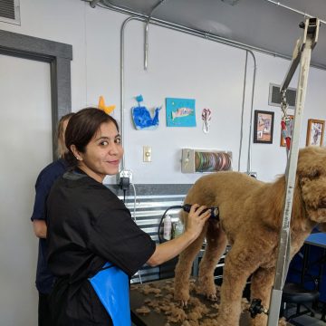 Dog Grooming Training in Boise