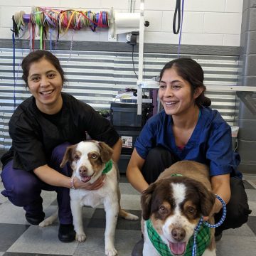 Dog Grooming Training in Boise